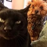 Cat going to kill, dog giving warning look
