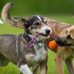 Dog looking at other dog 3