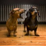 Dogs dachshunds married which one is the wife
