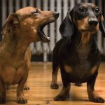 Dogs dachshunds one ignoring the other