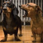 Dogs dachshunds one ignoring the other flipped