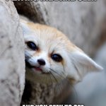 Hide n seek | WHEN YOU ARE PLAYING HIDE AND SEEK; AND YOU PEEK TO SEE IF THE SEEKER IS AROUND | image tagged in hey there,fox | made w/ Imgflip meme maker
