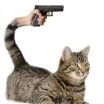 cat gun meme