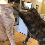 Cats fighting