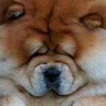 chow chow