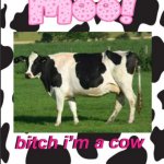 Yachis cow temp meme