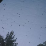 Window Bugs