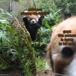 Oh no he might not make it out alive D: | were just playing tag though! guys this person is trying to kill me! | image tagged in red panda pounce | made w/ Imgflip meme maker