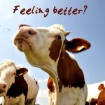 better cows