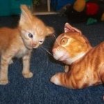 Kitten staring at stuffed cat