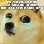 Adopt Him | POV: YOUR THAT DOG IN THE PET STORE WAITING TO BE ADOPTED BUT NO ONE IS GOING FOR YOU | image tagged in big eyes crying doge,dogs | made w/ Imgflip meme maker