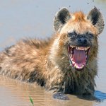 Hyena laughing in mud