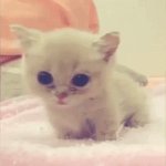 cute cat