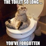 cat sitting on toilet | WHEN YOU SAT  ON THE TOILET SO LONG ... YOU'VE FORGOTTEN WHAT DAY IT IS | image tagged in cat sitting on toilet | made w/ Imgflip meme maker