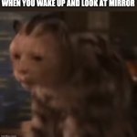 stunned cat | WHEN YOU WAKE UP AND LOOK AT MIRROR | image tagged in stunned cat,memes | made w/ Imgflip meme maker