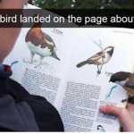 Bird landed on the page about itself