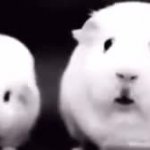 Dreadful Guinea Pig GIF Template