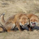 Foxes laughing