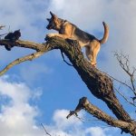 Dog and cat in tree 2