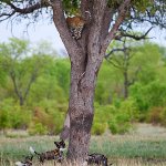 Wild dogs chase leopard up a tree