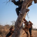 Dogs tree a poacher in Africa