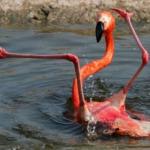 Flamingo Fail