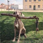 Big Dog and Little Dog With Stick