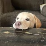 Dog Chews Table