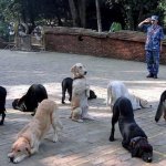 Dogs in circle bowing away from dog in midd