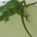 Lizards making lizards