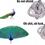 Peacock vs Angel