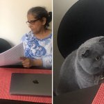 Grey Cat reading