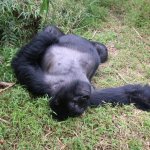 Drunk gorilla 1