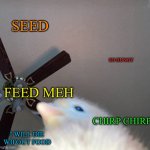 Seed | SEED; SO HUNGY; FEED MEH; CHIRP CHIRP; I WILL DIE WIFOUT FOOD | image tagged in doge birb,food | made w/ Imgflip meme maker