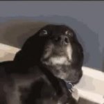 surprised dog GIF Template