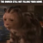 stunned cat | WHEN YOU MEOW THE 69TH TIME AND THE OWNER STILL NOT FILLING YOUR BOWL | image tagged in stunned cat,memes,cat,69 | made w/ Imgflip meme maker