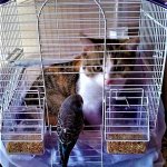 cat in bird cage meme