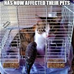 cat in bird cage | HUMANS LACK OF COMMON SENSE
HAS NOW AFFECTED THEIR PETS | image tagged in animal memes,funny animal meme,funny cats,pets,common sense,humans | made w/ Imgflip meme maker