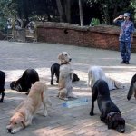 Dogs in circle bowing away from center  with bottle