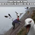 yoda and the seagull | A RARE PICTURE OF YODA
BEING ATTACK BY THE SEAGULL ON THE BEACH | image tagged in seagull attack | made w/ Imgflip meme maker