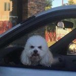 Dog in car grumpy poodle