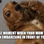 Suprised Dog | THAT MOMENT WHEN YOUR MUM SAIS SOMETHIN EMBARESING IN FRONT OF YOUR FRIEND | image tagged in suprised dog | made w/ Imgflip meme maker