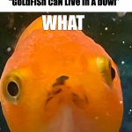 Inexperienced fishkeepers confuse Lion | When somebody says “GoLdFiSh CaN LiVe In A bOwl”; WHAT | image tagged in lion what,lion,cute,goldfish,wholesome | made w/ Imgflip meme maker
