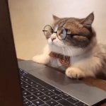 cat on computer