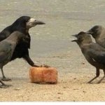 Crow drug deal