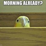B I R B | MORNING ALREADY? | image tagged in the birb | made w/ Imgflip meme maker