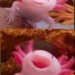 Neutral Happy Axolotl template