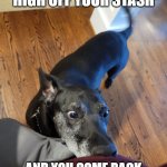 Insane dog | WHEN YOUR DOG IS HIGH OFF YOUR STASH; AND YOU COME BACK FROM A NEW FRIENDS HOUSE | image tagged in insane dog | made w/ Imgflip meme maker