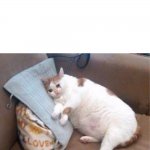 sad fat cat text box