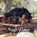 nap tiime | Nap Time | image tagged in nap tiime | made w/ Imgflip meme maker